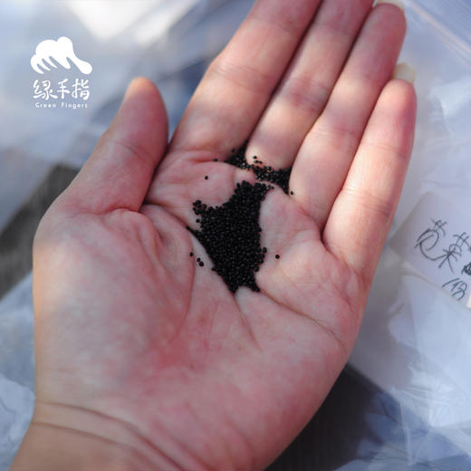 种子·苋菜 | 公平贸易 * Amaranth seeds | Fair Trade Items 商品图0