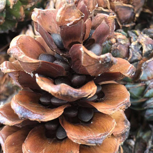 云南高原新鲜落水松   人工采摘  自然晾晒 松香味浓郁 松仁圆润饱满  纯天然自然美味 商品图4