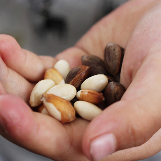 云南高原新鲜落水松   人工采摘  自然晾晒 松香味浓郁 松仁圆润饱满  纯天然自然美味 商品图10