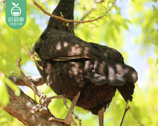 漳州高山放养灵山土鸡/1只（900-1100g） 商品图2