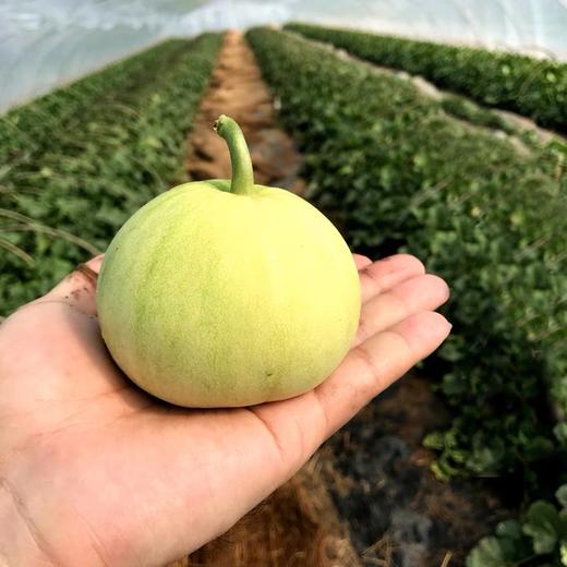 🍈来自核心产区 · 马连庄镇的甜瓜 · 酥脆香甜 · 蜜汁丰盈 商品图1