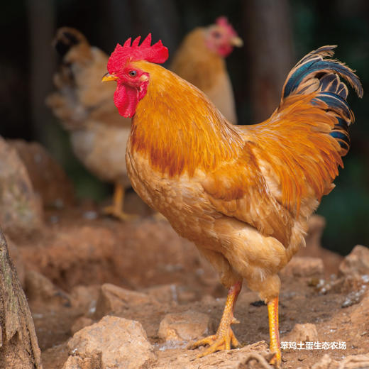 散养公鸡散养公鸡约45斤活鸡新鲜绿色无污染