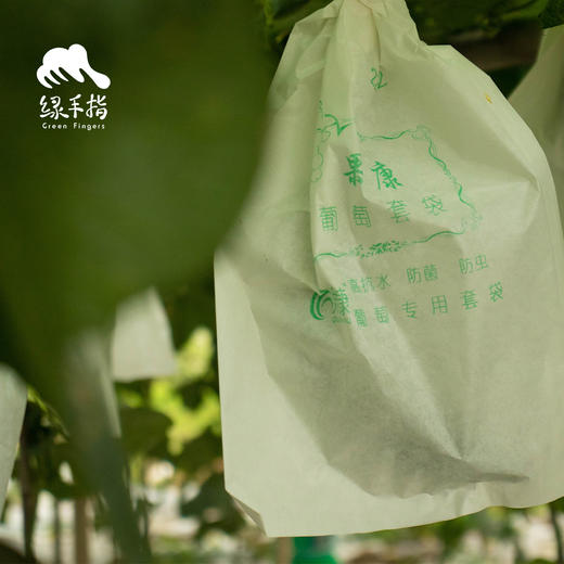 园艺·瓜果套袋 | 公平贸易 * Fruit Bagging | Fair-Trade 商品图1