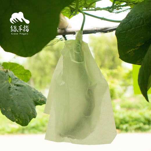 园艺·瓜果套袋 | 公平贸易 * Fruit Bagging | Fair-Trade 商品图0