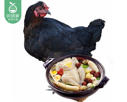 漳州高山放养灵山土鸡/1只（900-1100g） 商品图3