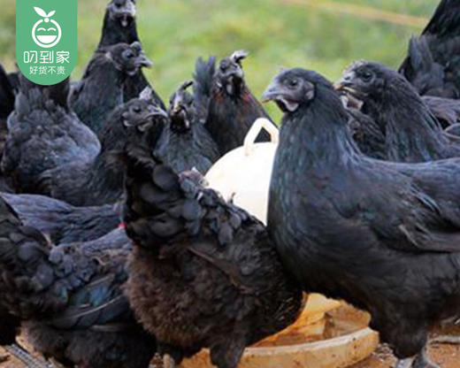 漳州高山放养灵山土鸡/1只（900-1100g） 商品图4