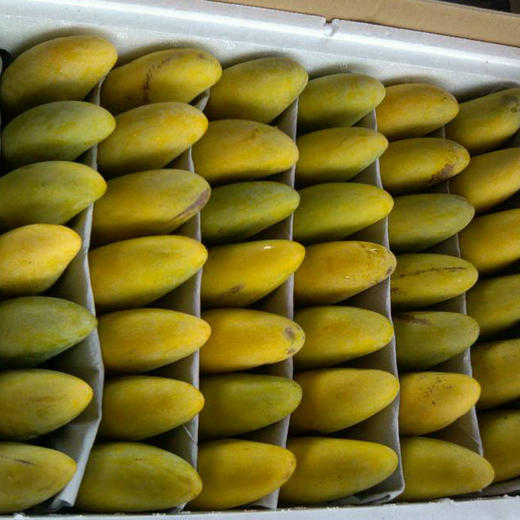 象牙芒果，净重5斤/约20个果，口感清爽、细腻、绵甜，不一样的味道！ 商品图3