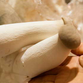 有机种植杏鲍菇100g/盒