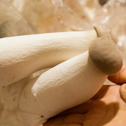 有机种植杏鲍菇100g/盒 商品图0