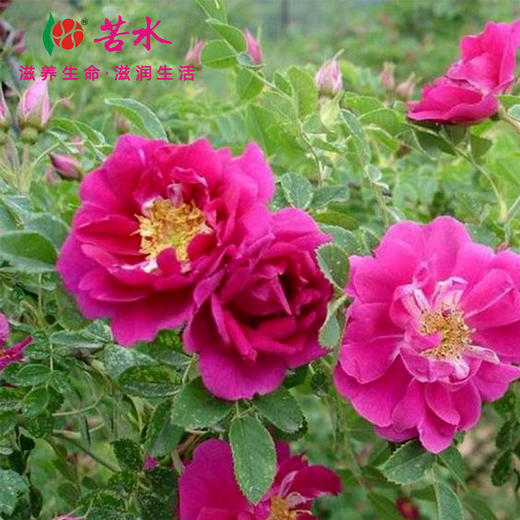 苦水玫瑰鲜花露60mlh3清晨采摘限时蒸馏