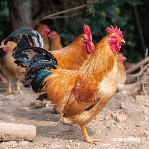 散养公鸡散养公鸡约45斤活鸡新鲜绿色无污染
