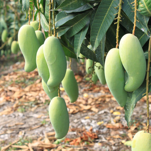 象牙芒果，净重5斤/约20个果，口感清爽、细腻、绵甜，不一样的味道！ 商品图4