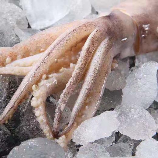 【顺丰包邮】青岛大鱿鱼—新鲜冷冻4斤装 商品图2