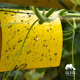 园艺·实蝇粘胶板 | 公平贸易 * Glue Trap of Fruit fly | Fair-Trade
