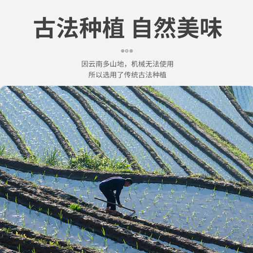 云南特产紫米糯米新米1kg五谷粗粮杂粮饱腹血糯米 商品图1