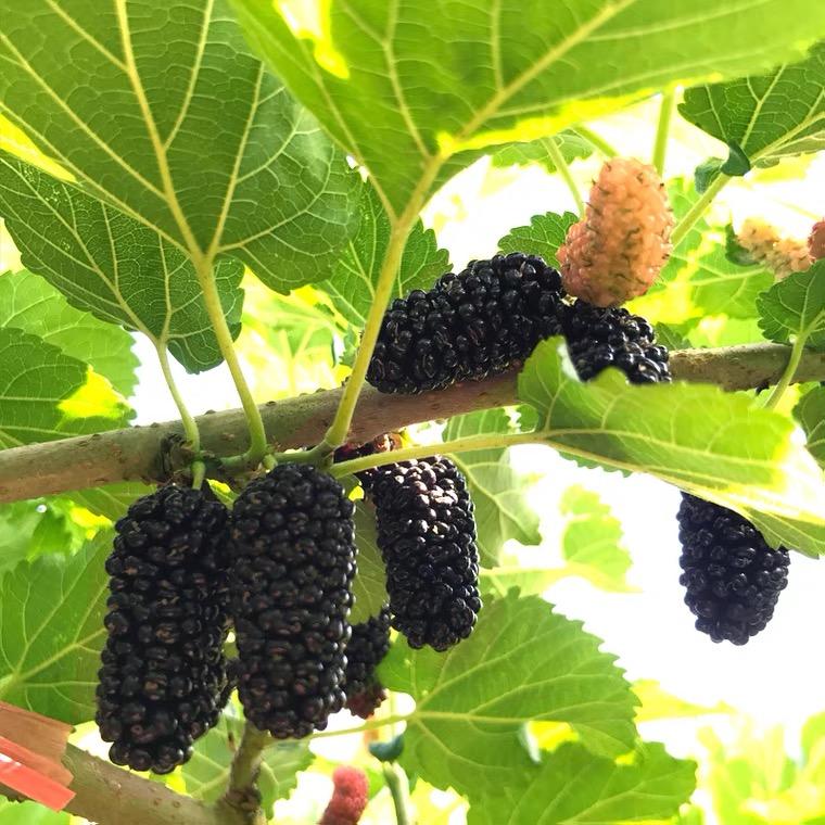 大凉山新鲜桑葚