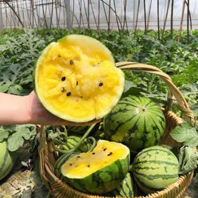 家绿  黄瓤西瓜  瓜肉沙脆且超甜  净重15斤一箱  （瓜皮太薄 门店自提）松江区城区可以联系门店当日配送