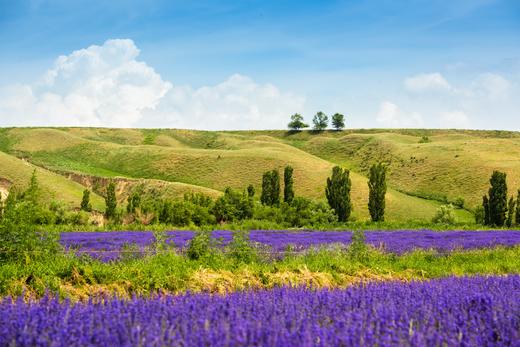 <新疆 野花季>草原花海、独 库公路全线、昭苏公路12天深度摄影 商品图10