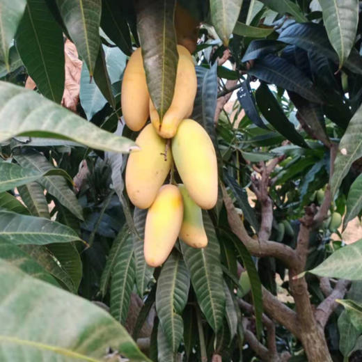 象牙芒果，净重5斤/约20个果，口感清爽、细腻、绵甜，不一样的味道！ 商品图2