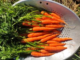 良道有机   红胡萝卜  脆爽清甜   一口领略清新