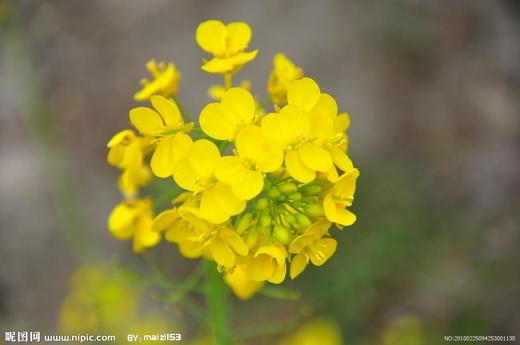 音频日常11 商品图0