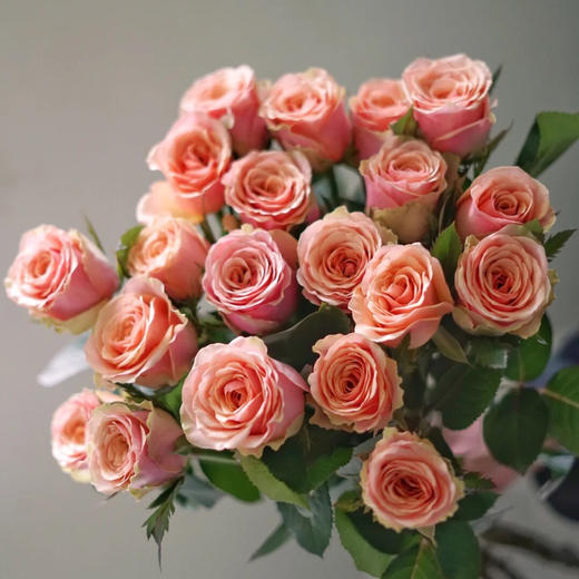 【AB级迪威娜玫瑰.第二件减10元】10支/份 长约60-65cm 商品图0