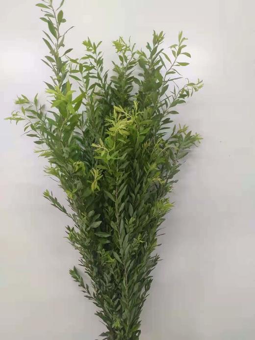 【夏日小清新】雪柳叶（绿色）若干枝/扎 商品图5