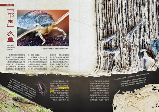 《博物》202105 自然博物馆 上海貉出没 青鳉 商品图2