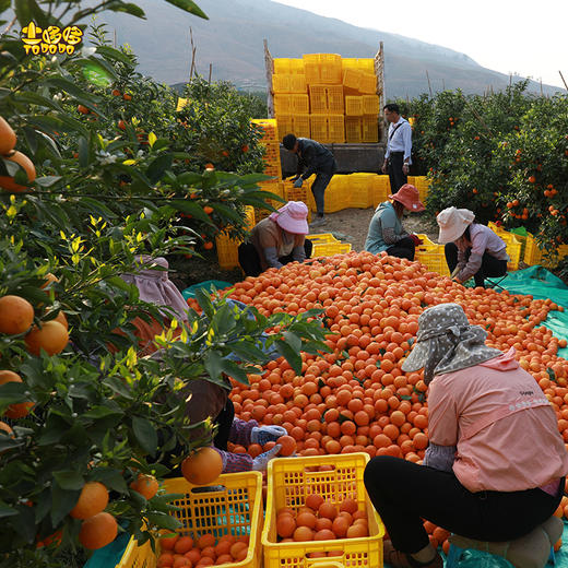 土哆哆云南高原沃柑现摘现发， 果肉细腻爆汁酸甜爽口 商品图3