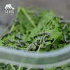园艺·蚕宝宝饲养套装（桑叶） | 公平贸易 * Silkworm rearing kit | Fair-Trade 商品缩略图2