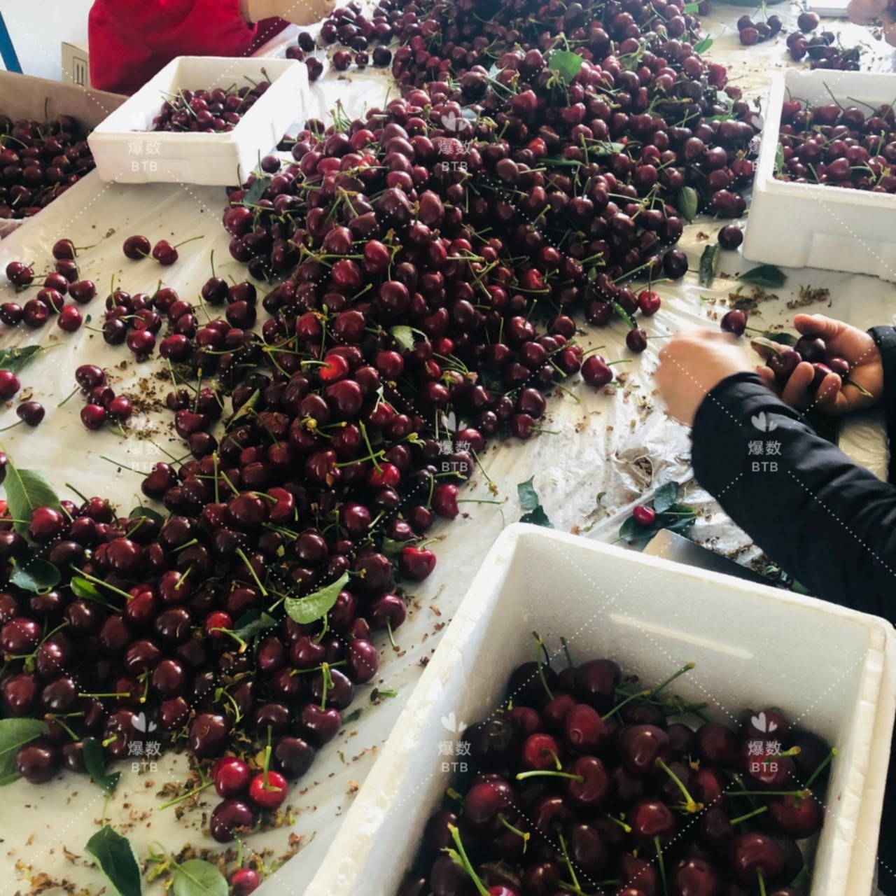 【精品】黑珍珠大樱桃2斤装 下单后72小时内产地发货顺丰包邮,确保