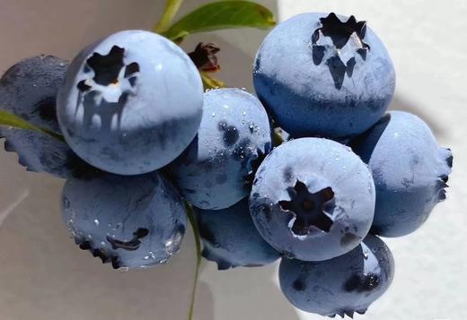 蓝莓 新冠图片