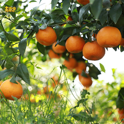 土哆哆云南高原沃柑现摘现发， 果肉细腻爆汁酸甜爽口 商品图1
