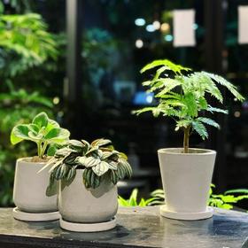 业务拓展班--花店组合盆栽