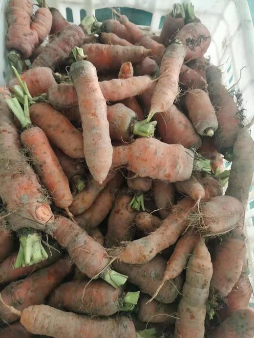 胡萝卜/老品种胡萝卜（500g）（基地胡萝卜，六零种植） 商品图2
