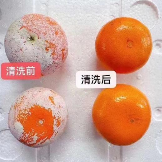 【广西茂谷柑】网红脏脏柑，皮薄肉厚爆汁！黄金酸甜比，带你体验深山“酿”出来的甜蜜~ 商品图12