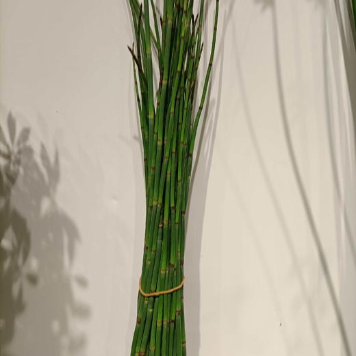 木贼  约10支/扎 商品图4