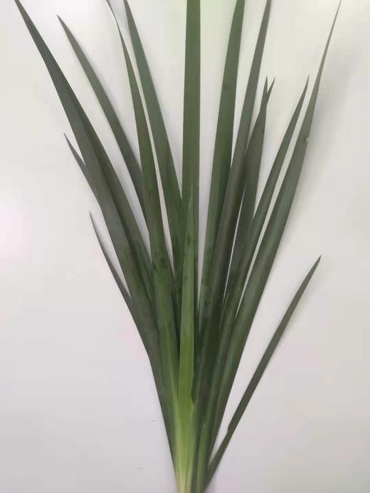 龙文兰  扎 商品图0