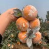 【广西茂谷柑】网红脏脏柑，皮薄肉厚爆汁！黄金酸甜比，带你体验深山“酿”出来的甜蜜~ 商品缩略图8