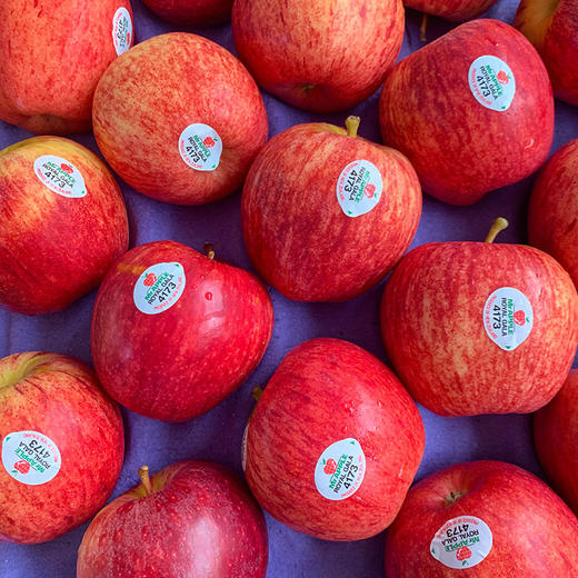 新西兰加力果当季新摘小苹果满满苹果香味酸酸甜甜果肉松脆适合上半年