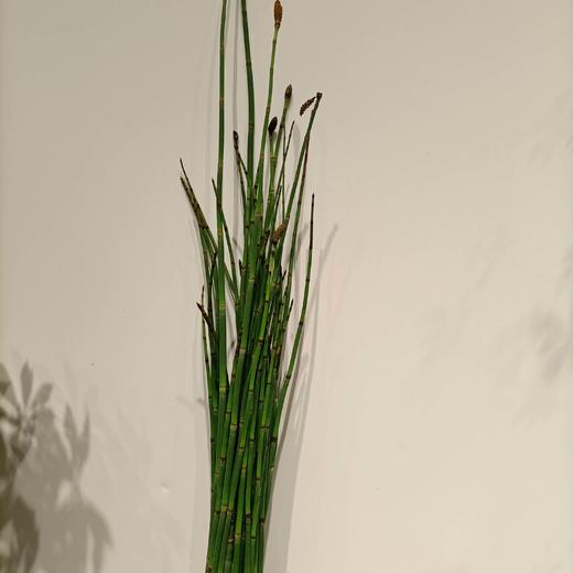 木贼  约10支/扎 商品图2