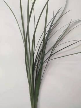 绿色春兰叶  扎