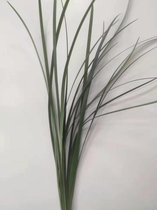 绿色春兰叶  扎 商品图0