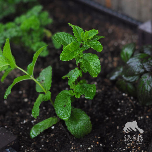 种苗·薄荷 | 合作生产 * Peppermint seedlings | Coproduct 商品图2