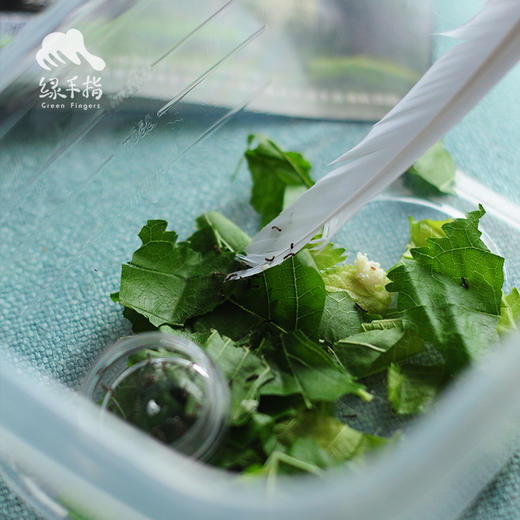 园艺·蚕宝宝饲养套装（桑叶） | 公平贸易 * Silkworm rearing kit | Fair-Trade 商品图1