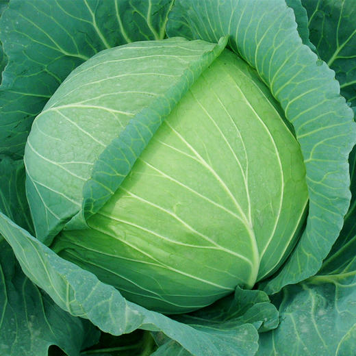 [专业种子] “美貌二号”甘蓝种子 商品图0