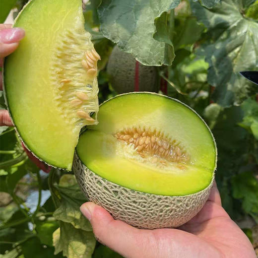 海南牛3玫珑瓜 商品图0