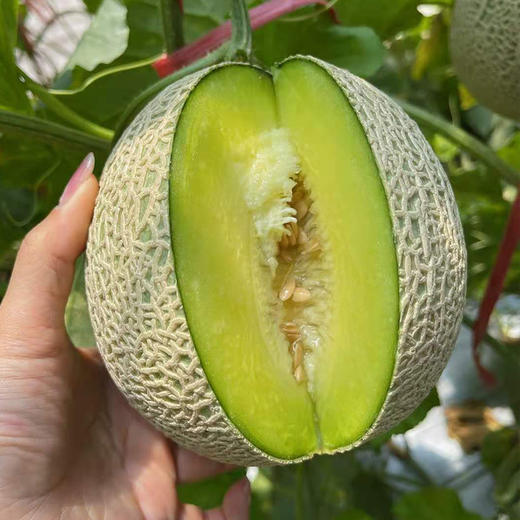 海南牛3玫珑瓜 商品图4