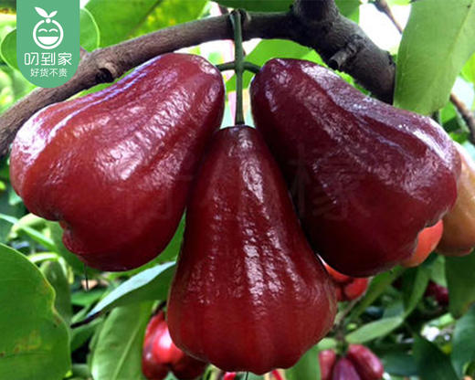 海南黑金刚莲雾（中果）/1份（750g±50g） 商品图4