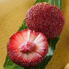 云南石屏有机杨梅 商品缩略图0